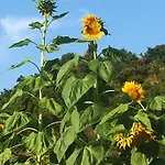 Guest house Sunflower