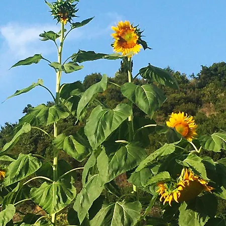 Πανσιόν Sunflower
