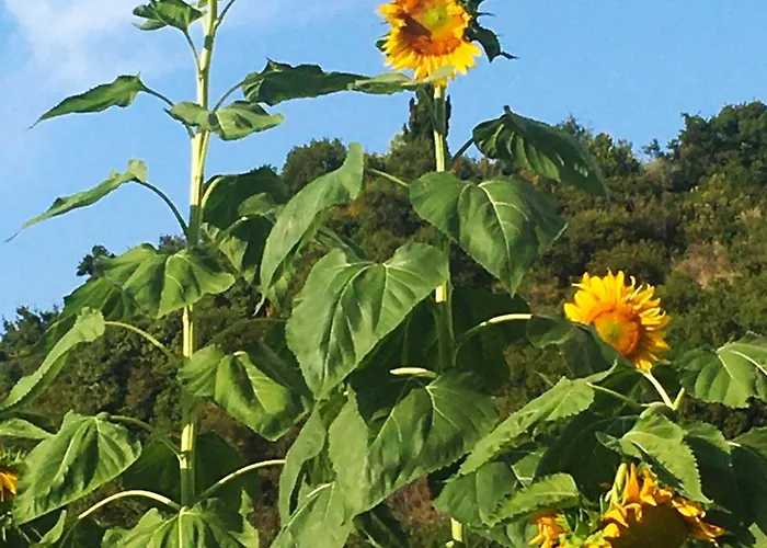 Maison d'hôtes Sunflower