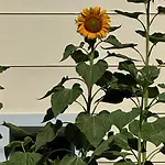 Sunflower Maison d'hôtes 3*