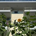 Sunflower 3*