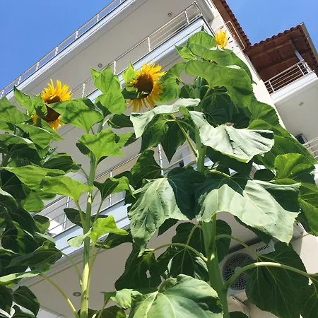 Sunflower Himare