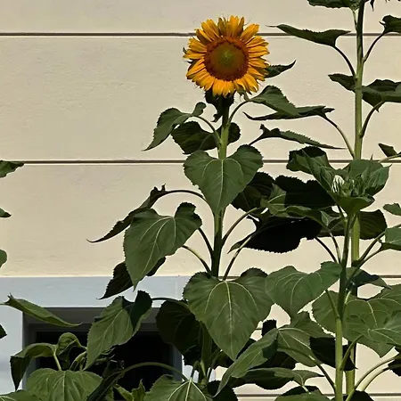 Sunflower Vendégház 3*