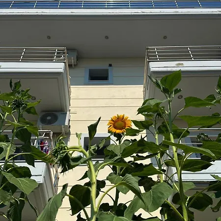 Sunflower 3*