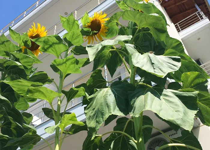 Sunflower Himarë