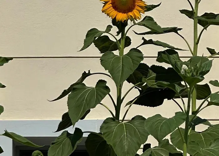 Sunflower בית הארחה 3*