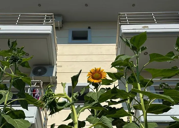 Sunflower 3*